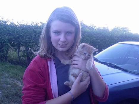 Blanding af racer Garfield billede 13