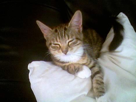 Huskat Mille - RIP - Hmm ligger lige her og tager en slapper på mors pude:o) billede 9