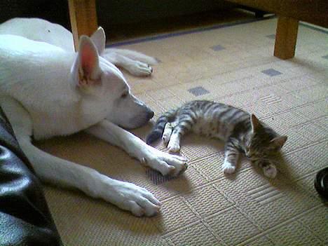 Huskat Mille - RIP - Min bedste ven Tyson - Vi blev lige træt efter at have leget:o) billede 10