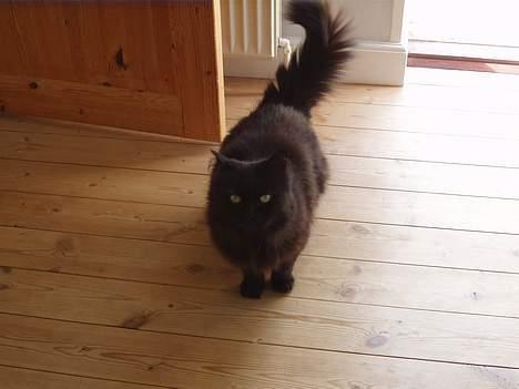 Norsk Skovkat Laura billede 2
