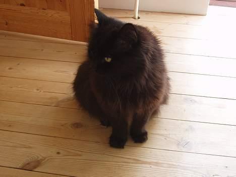 Norsk Skovkat Laura billede 3