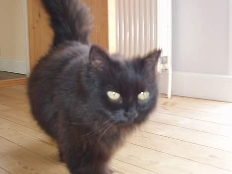 Norsk Skovkat Laura billede 4