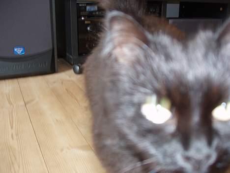 Norsk Skovkat Laura billede 5