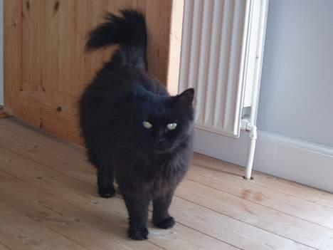 Norsk Skovkat Laura billede 6