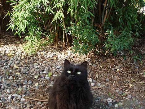 Norsk Skovkat Laura billede 7