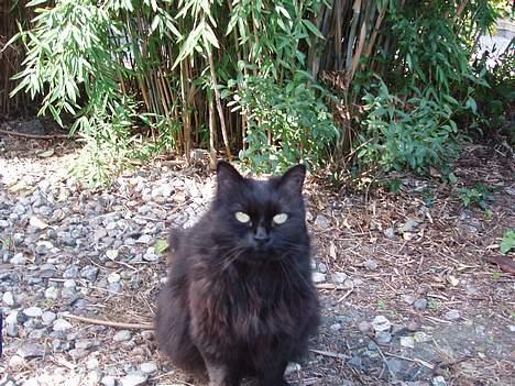 Norsk Skovkat Laura billede 8