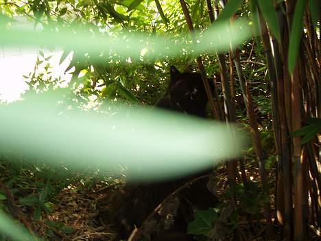 Norsk Skovkat Laura billede 9