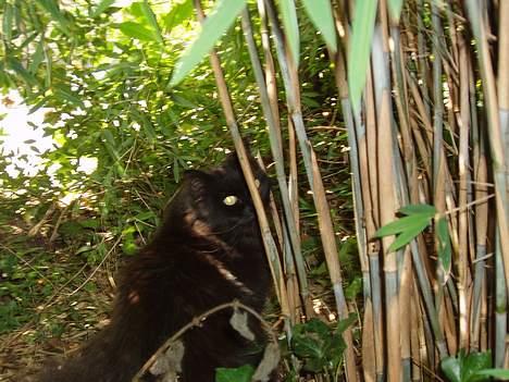 Norsk Skovkat Laura billede 10