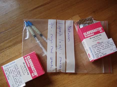 Norsk Skovkat Laura billede 11