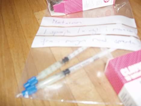 Norsk Skovkat Laura billede 12