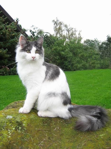 Blanding af racer Titania - Norsk Skovkat - Titania billede 1