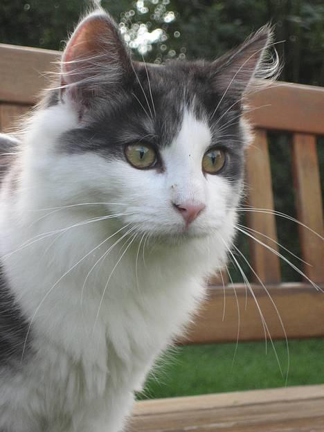 Blanding af racer Titania - Norsk Skovkat - Titania 5 måneder billede 2