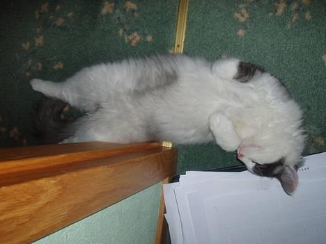 Blanding af racer Titania - Norsk Skovkat - Uuuh jeg lægger godt ;) billede 3