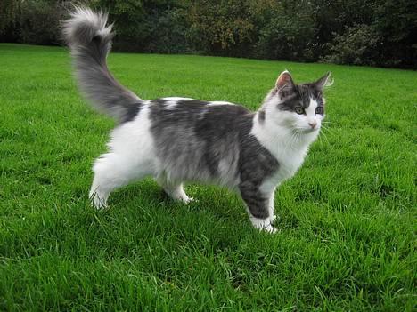 Blanding af racer Titania - Norsk Skovkat - Titania 5 måneder billede 4