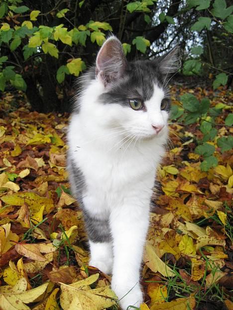 Blanding af racer Titania - Norsk Skovkat billede 6