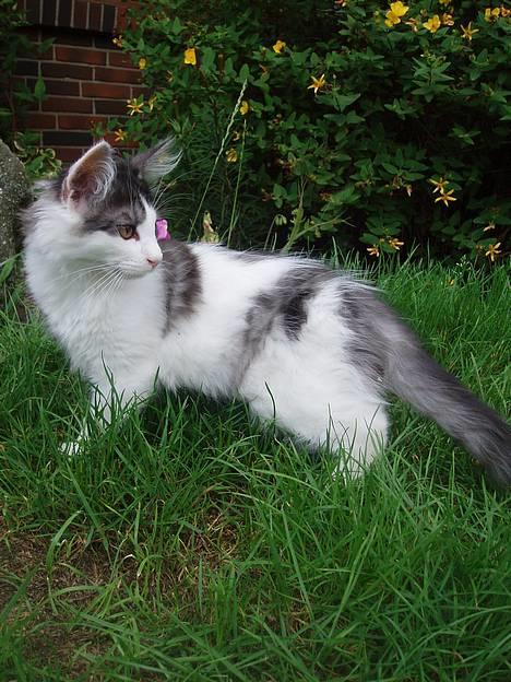 Blanding af racer Titania - Norsk Skovkat - Titania 12 uger billede 7