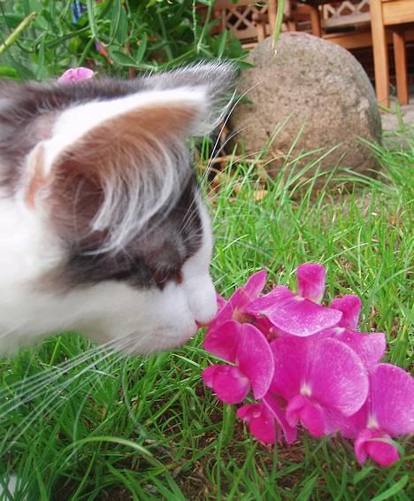 Blanding af racer Titania - Norsk Skovkat - Titania 12 uger billede 8