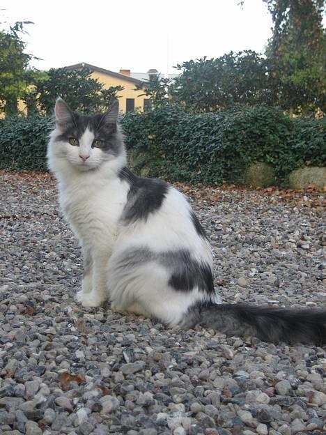 Blanding af racer Titania - Norsk Skovkat - Titania 5 måneder billede 9