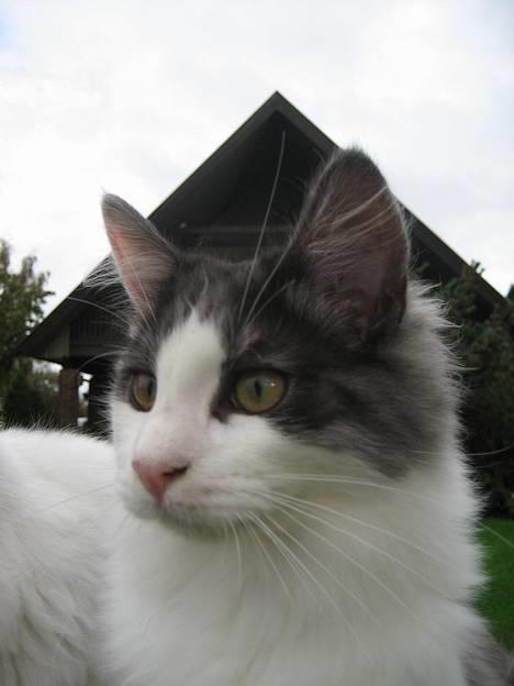 Blanding af racer Titania - Norsk Skovkat - Titania 5 måneder billede 10