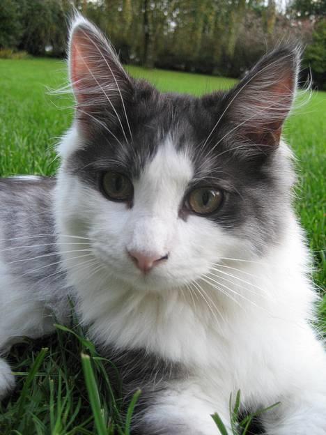 Blanding af racer Titania - Norsk Skovkat billede 11