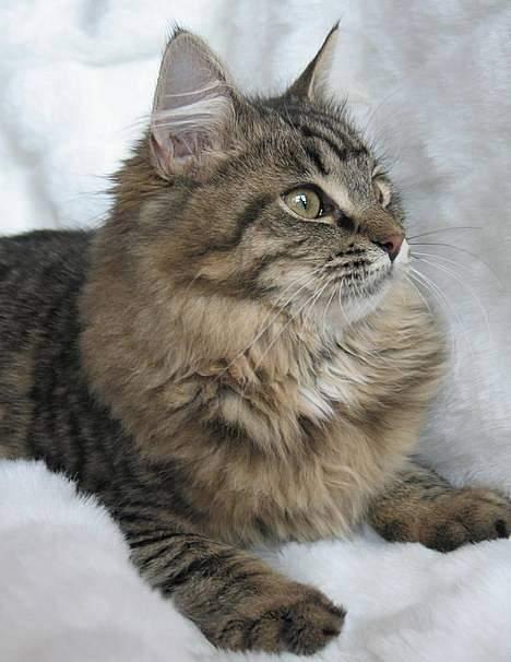 Blanding af racer Titania - Norsk Skovkat - Titania´s Mor billede 12