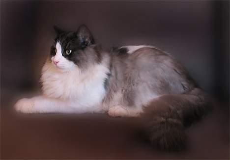 Blanding af racer Titania - Norsk Skovkat - Titania´s Far billede 13