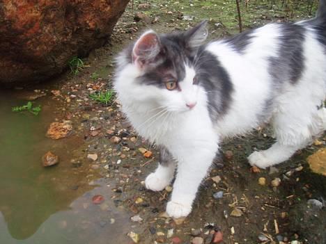 Blanding af racer Titania - Norsk Skovkat billede 14