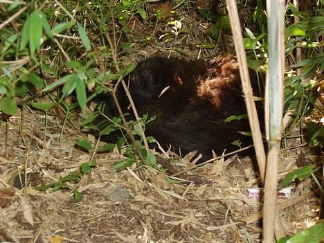 Norsk Skovkat Laura - Hendes ynglings tilholdssted ved bambussen :) billede 13