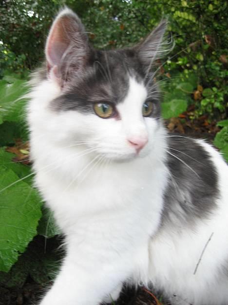 Blanding af racer Titania - Norsk Skovkat billede 15