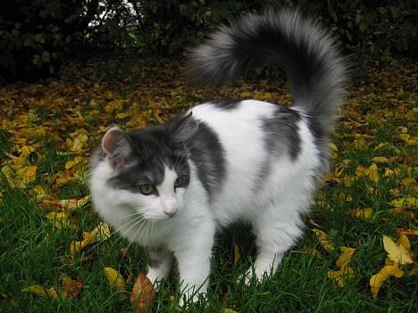 Blanding af racer Titania - Norsk Skovkat billede 16