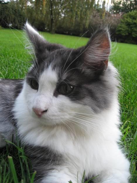 Blanding af racer Titania - Norsk Skovkat billede 17