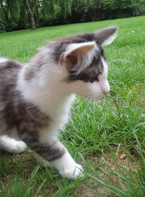 Blanding af racer Titania - Norsk Skovkat - Titania 12 uger billede 18