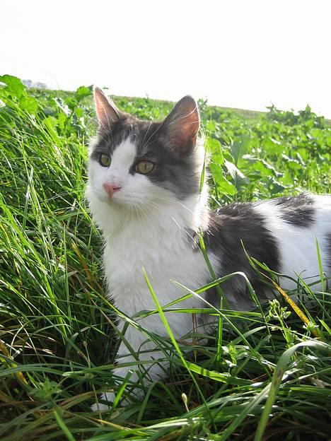 Blanding af racer Titania - Norsk Skovkat billede 19