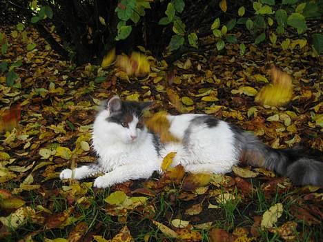 Blanding af racer Titania - Norsk Skovkat billede 20