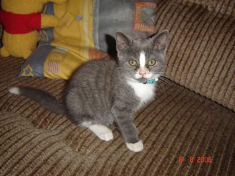 Blanding af racer Mulle billede 1