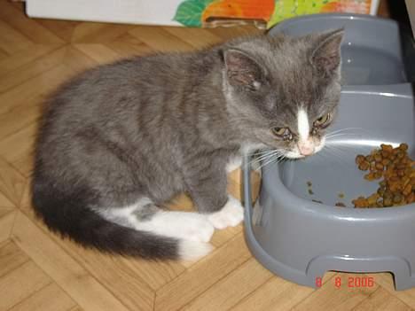 Blanding af racer Mulle billede 2