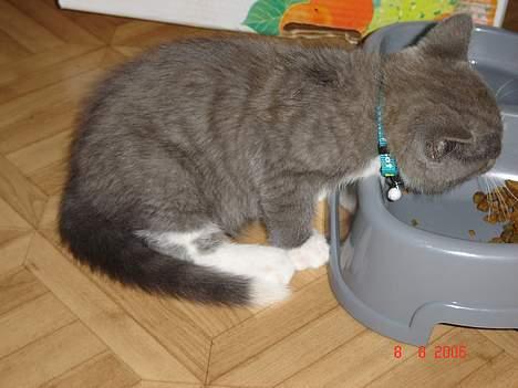 Blanding af racer Mulle billede 3