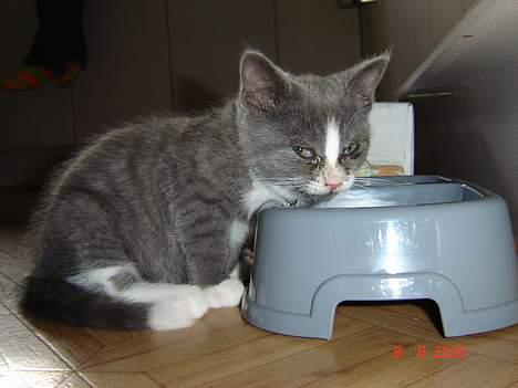 Blanding af racer Mulle billede 4