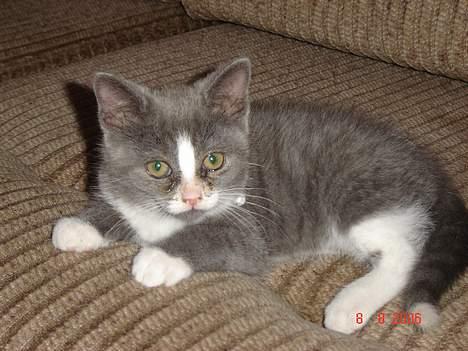 Blanding af racer Mulle billede 5