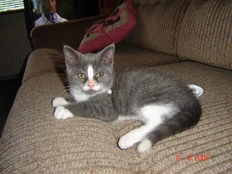 Blanding af racer Mulle billede 6