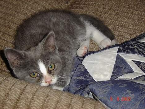 Blanding af racer Mulle billede 8