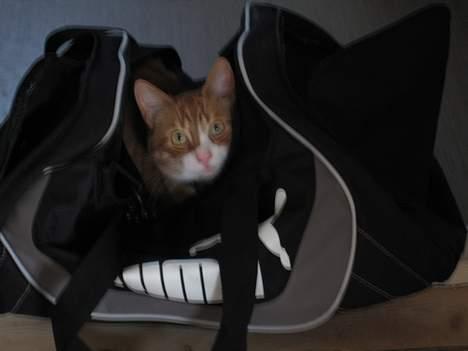 Huskat boris (mr. Kispus) billede 18