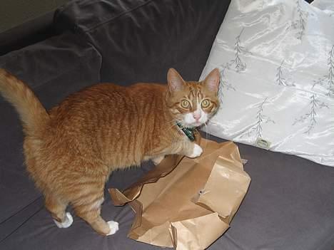 Huskat boris (mr. Kispus) billede 19