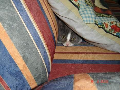 Blanding af racer Mulle - Nu kan i ik se mig *gg* billede 9