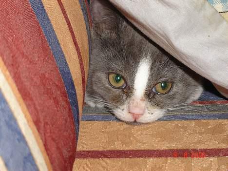 Blanding af racer Mulle billede 10