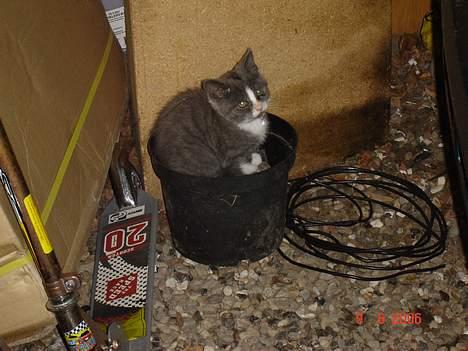 Blanding af racer Mulle billede 11