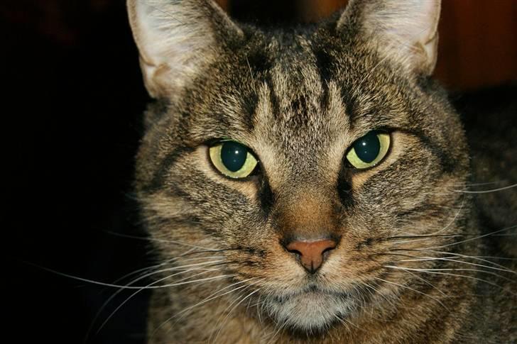 Huskat Bjarne - "Baby" - Mismand - 2011 :) Dejlige store dreng. billede 1