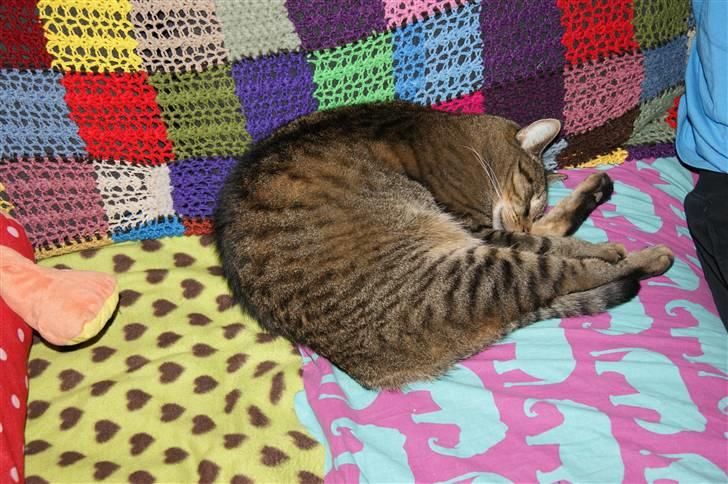 Huskat Bjarne - "Baby" - Mismand - 2010.... Sovetryne:) billede 2