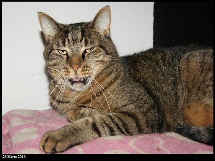 Huskat Bjarne - "Baby" - Mismand - 2010.... Lad være med at tage billed når jeg gaber!  billede 3