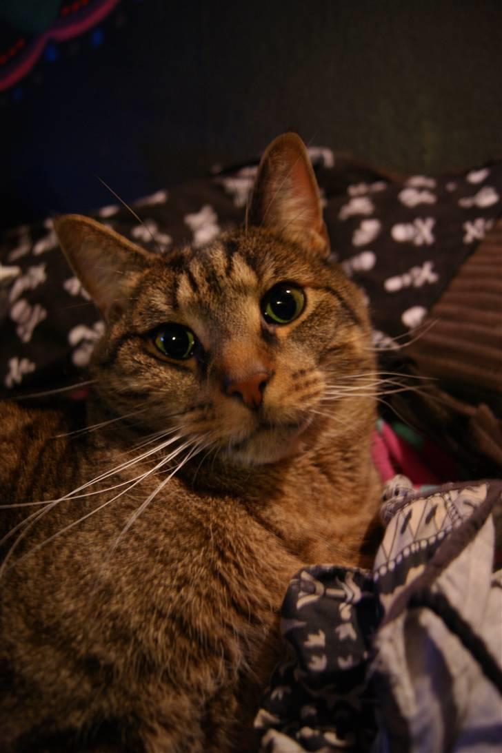 Huskat Bjarne - "Baby" - Mismand - 2010... Hvad laver du tossede mor? Jeg lå lige så godt. billede 4